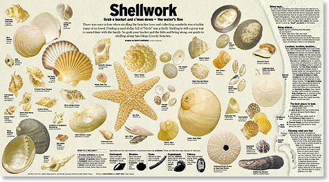 SEASHELL